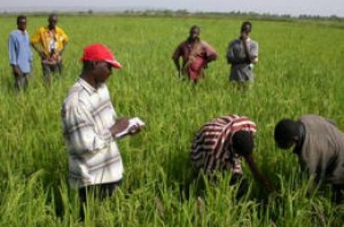 Article : Foncier au Sénégal : Plaidoyer pour des réformes porteuses d’un nouveau mode de gestion des terres agricoles