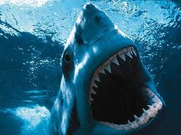 Article : Réunion préparatoire CITES-Requins: les experts étalent des craintes !